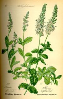 Veronica officinalis - Вероника лекарственная